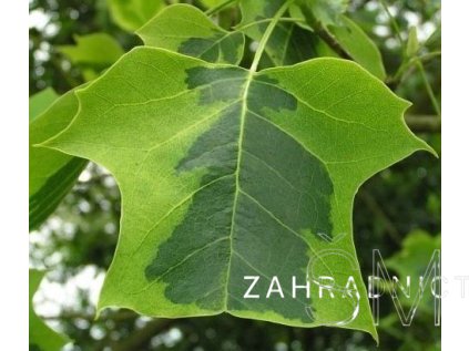 Liriodendron tul. 'Aureomarginatum'  Liliovník tulipánokvětý