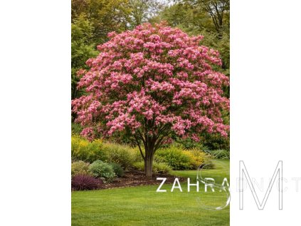 Crataegus laevigata 'Paul's Scarlet'  hloh obecný  'Paul's Scarlet'