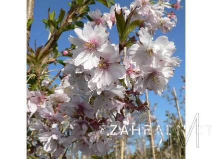 Prunus subh. 'Autumnalis Rosea'  Slivoň