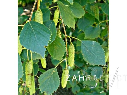 Betula pubescens  Bříza pýřitá