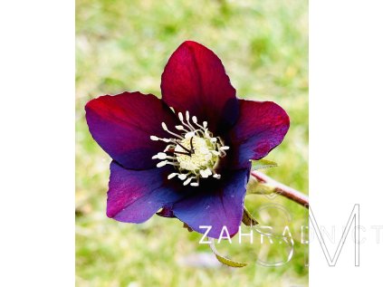 Helleborus or. 'Halcyon Early Dark Red'  Čemeřice východní 'Halcyon Early Dark Red'