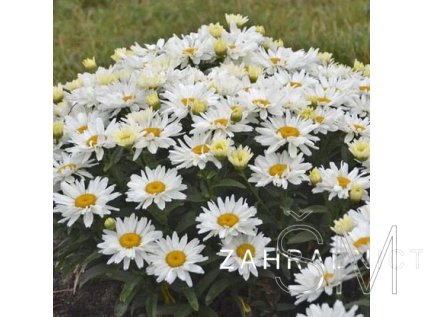 Leucanthemum max. 'Snow Lady'  Kopretina největší 'Snow Lady'