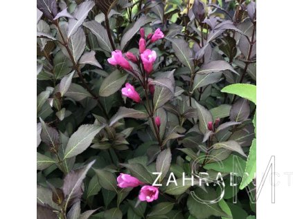Weigela florida 'Victoria'  Vajgelie květnatá 'Victoria'