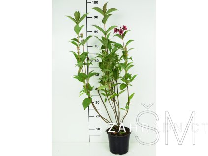 Weigela 'Eva Rathke'  Vajgelie 'Eva Rathke'