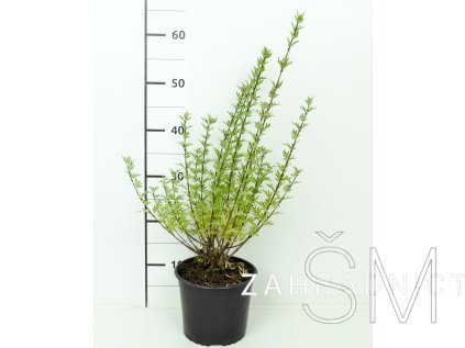 Syringa persica 'Laciniata'  Šeřík perský 'Laciniata'