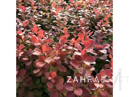 Berberis thunbergii 'Orange Rocket'®  Dřišťál Thunbergův 'Orange Rocket'®