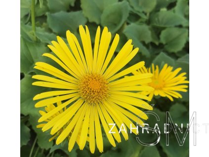 Doronicum orien. 'Little Leo'  Kamzičník východní 'Little Leo'