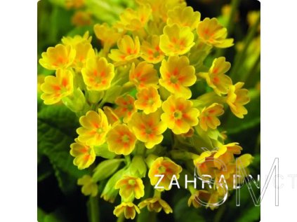 Primula veris 'Cabrillo Dark Yellow Compact'  Prvosenka 'Cabrillo Dark Yellow Compact'