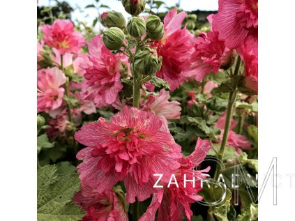 Alcea rosea 'Spring Celebrities Rose'  Topolovka růžová 'Spring Celebrities Rose'