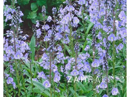 Veronica gentianoides  Rozrazil hořcovitý