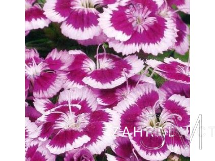 Dianthus barb. 'Barbarini® Purple Picotee'  Hvozdík vousatý 'Barbarini® Purple Picotee'