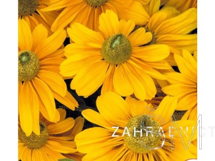 Rudbeckia hirta 'Amarillo Gold'  Třapatka 'Amarillo Gold'