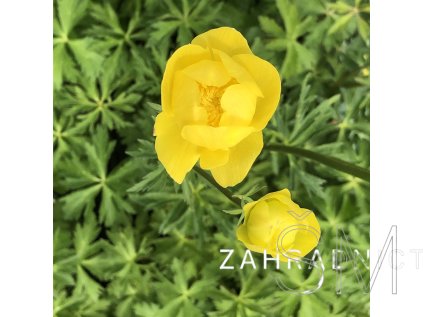Trollius europeus  Upolín evropský