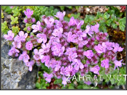 Thymus praecox 'Minor'  Mateřídouška časná  'Minor'