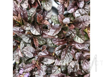 Ajuga reptans 'Braunherz'  Zběhovec plazivý 'Braunherz'