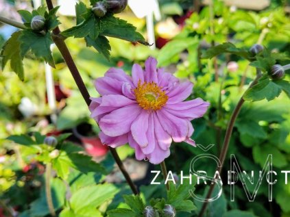 Anemone hyb. 'Garden Breeze Whirlwind Pink'  Sasanka japonská