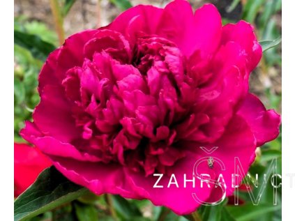 Paeonia lactiflora 'Big Ben'  Pivoňka čínská 'Big Ben'