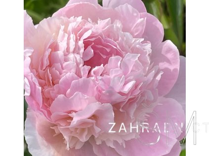 Paeonia lactiflora 'Alertie'  Pivoňka sv.růžová plná
