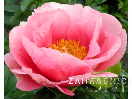 Paeonia lactiflora 'Lovely Rose'  Pivoňka čínská 'Lovely Rose'