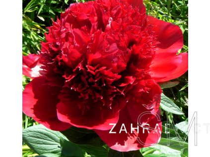 Paeonia lactiflora 'Red Charm'  Pivoňka čínská 'Red Charm'