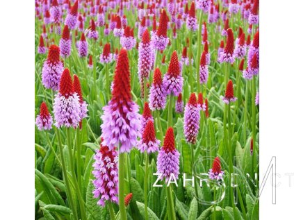 Primula vialii  'Red and Rose'  Prvosenka orchideokvětá