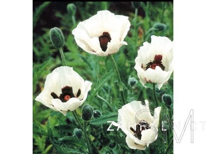 Papaver orientale 'Royal Wedding'  Mák východní 'Royal Wedding'