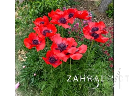 Papaver orientale 'Beauty of Livermere'  Mák východní 'Beauty of Livermere'