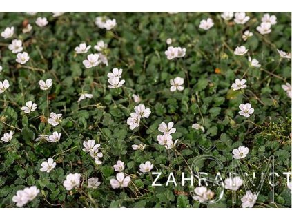 Erodium var. 'Bishop White'  Pumpava obecná 'Bishop White'