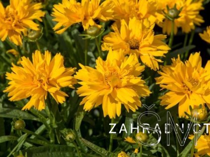 Coreopsis gran. 'Double the Sun'  Krásnoočko velkokvěté 'Double the Sun'