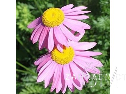 Tanacetum cocc. 'Robinson's Rose'  Kopretina šarlatová 'Robinson's Rose'