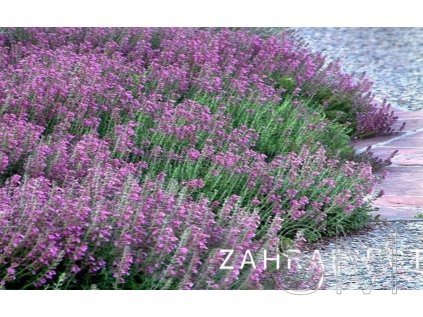 Teucrium chamaedrys  Ožanka kalamandra