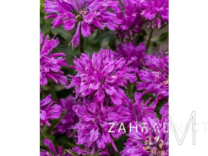 Monarda hyb. 'Baby Spice'  Zavinutka  'Baby Spice'