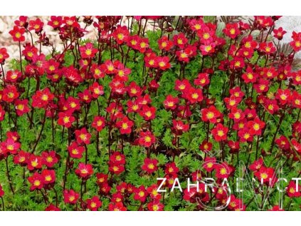 Saxifraga x aren. 'Alpino Early Deep Red'  Lomikámen arendsův