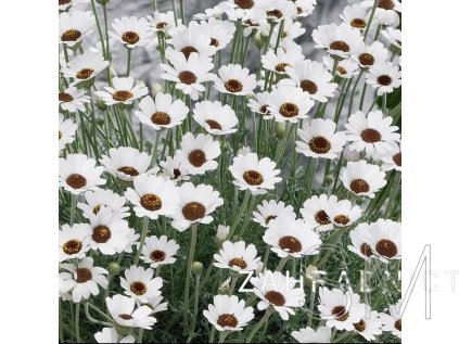 Rhodanthemum hos. 'Casablanca'  Marocká sedmikráska