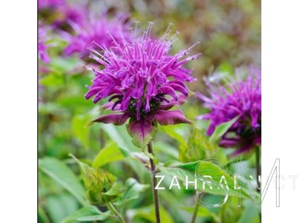 Monarda didyma  'Melua Violet'  Zavinutka 'Melua Violet'