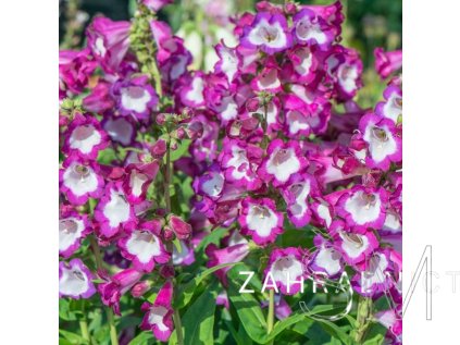 Penstemon hart. 'Polaris Purple'  Dračík  'Polaris Purple'