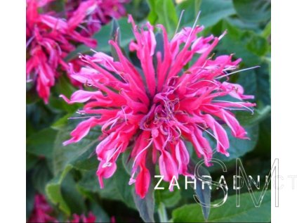 Monarda didyma 'Balmy Rose'  Zavinutka  'Balmy Rose'