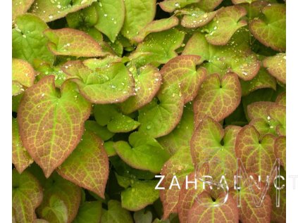 Epimedium x warleyense 'Orange Königin'  Škornice  'Orange Königin'
