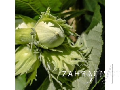 Corylus avel. 'Geant de Halle'  líska ´Hallská obrovská´