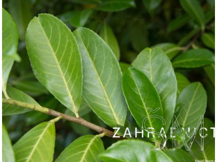 Prunus laurocerasus 'Rotundifolia'  slivoň - bobkovišeň lékařská