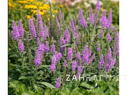 Veronica lon. 'First Match'  Rozrazil dlouholistý  'First Match'