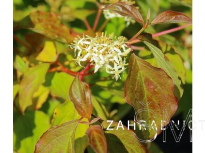 Cornus san. 'Winter Beauty'  svída krvavá