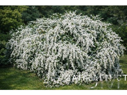 Spiraea vanhouttei  Tavolník van Houtteův