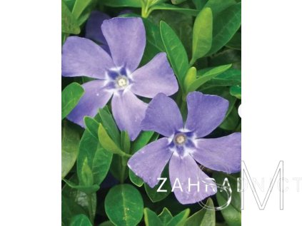 Vinca major 'Deep Blue'  Barvínek 'Deep Blue'