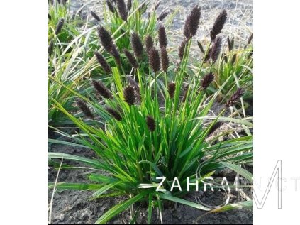 Sesleria heufleriana  pěchava Heuflerova
