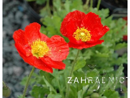 Papaver nud. 'Spring Fever® Red'  Mák nahoprutý 'Spring Fever® Red'