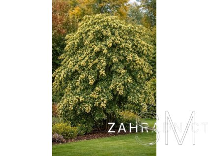 Cotoneaster wat. 'Rothschildianus'  skalník