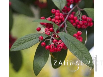 Cotoneaster wat. 'Cornubia'  skalník