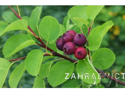 Amelanchier alnifolia 'Thiessen'  muchovník olšolistý