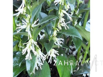 Sarcococca confusa  Masoplodka pomíchaná